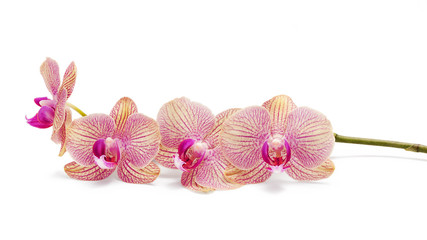 Fototapeta na wymiar Branch of orchid flowers isolated on white
