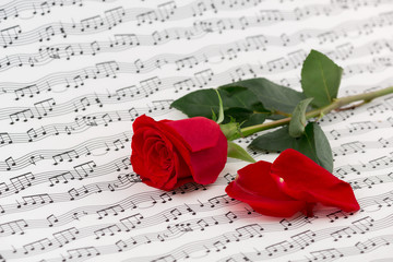 roses and music sheets - selective focus