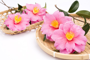 2つの笊の上のサザンカの花