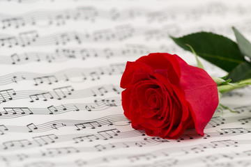 roses and music sheets - selective focus