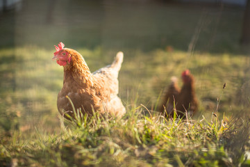 Hen in a farmyard (Gallus gallus domesticus)