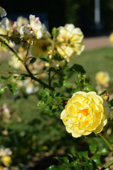yellow rose