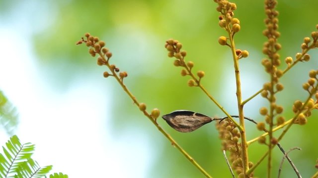 flower buds of copperpod are shaking with the wind
