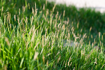 Fototapeta premium The Grass