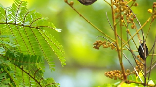 leafs and flower buds of copperpod are shaking with the wind