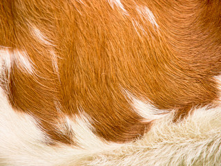 cow fur background (32)