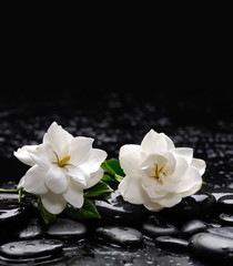 Fototapeta na wymiar Still life with two gardenia with therapy stones 