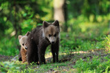 Brown bear cubs playing in forest