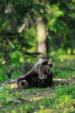 Brown bear cubs playing in forest