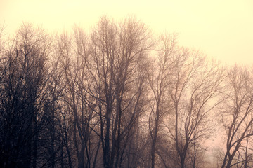 Fototapeta na wymiar The trees in the Park in the fog