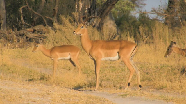Impalas crossing the road