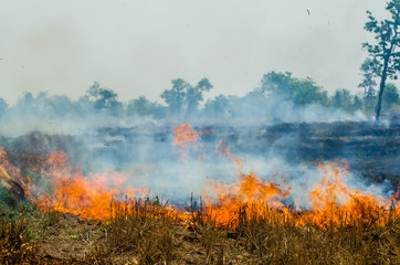 Fototapeta premium Straw fire