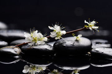 Still life with branch cherry blossom with therapy stones