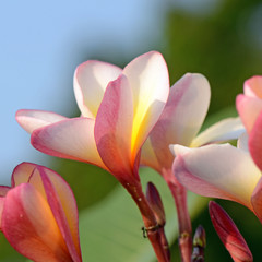 Frangipani flowers, Frangipani, Pagoda tree or Temple tree.