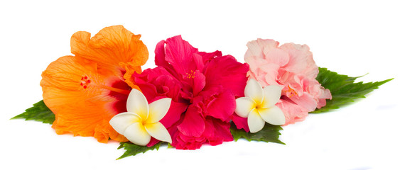 pile  of colorful hibiscus flowers