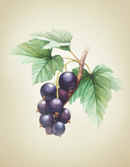 Watercolor black currants illustration