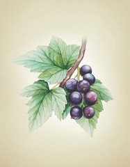 Watercolor black currants illustration - 81151063