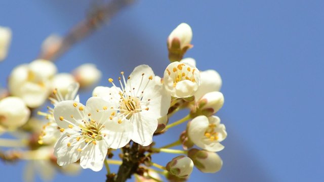 Schlehenblüte im Frühling