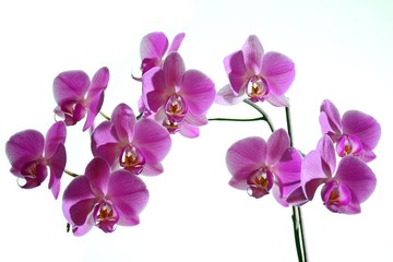 Naklejka na ściany i meble Beautiful bloom of red fresh orchid flower