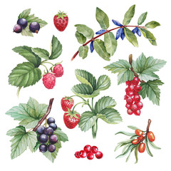 Watercolor illustrations of berries - 81152420