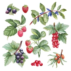 Aquarellillustrationen von Beeren © Aleksandra Smirnova