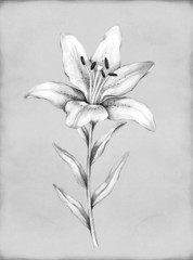 Pencil drawing of lily flower