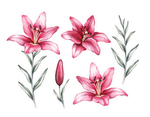 Fototapeta na wymiar Drawing of lily flower