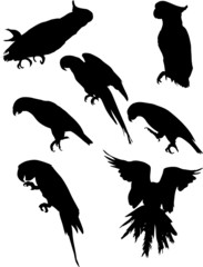 seven black macaw silhouettes collection