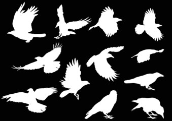 set of twelve crow silhouettes isolated on black