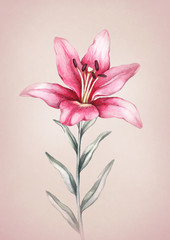 Watercolor lily flower