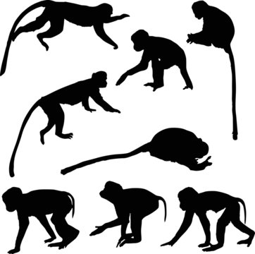 eight isolated monkey black silhouettes