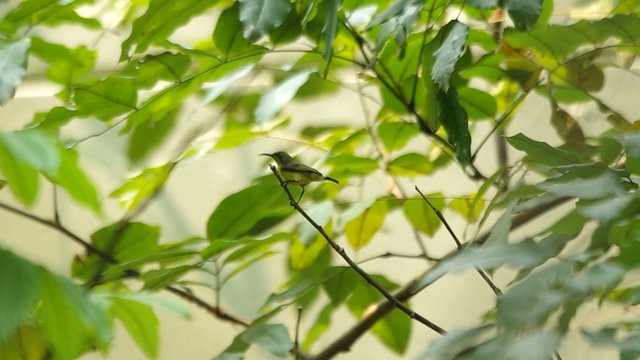 a little sunbird is staying on the tip of twig