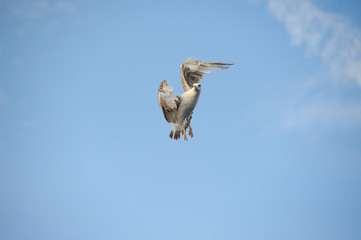 seagull in flight.