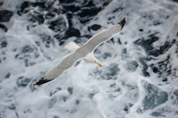 Seagull flying over blue water background..