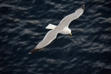 Seagull flying over blue water background..