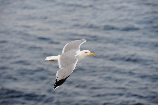 Seagull flying over blue water background..