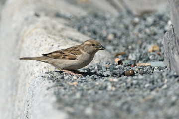 Passerotto