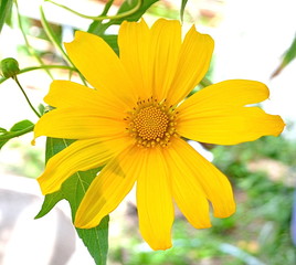 Maxican sunflower weed (Dok bua tong in NAN  thailand)