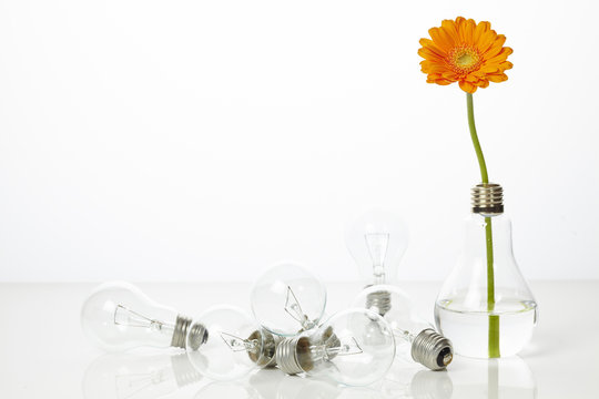 5 569 Best Bulb Flowers Vase Images Stock Photos Vectors Adobe Stock