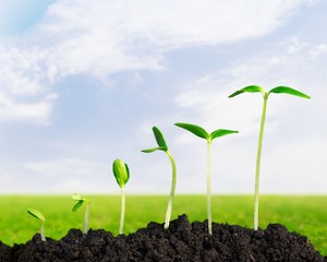 Growth. Plants