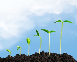Growth. Plants