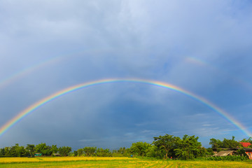 Rainbow on rice field