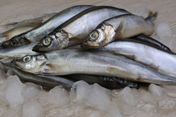 fresh capelin