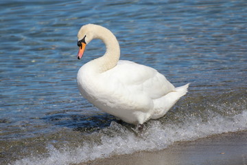 Fototapeta premium Cigno Selvaggio