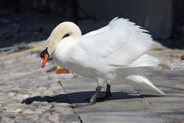 Cigno in posa