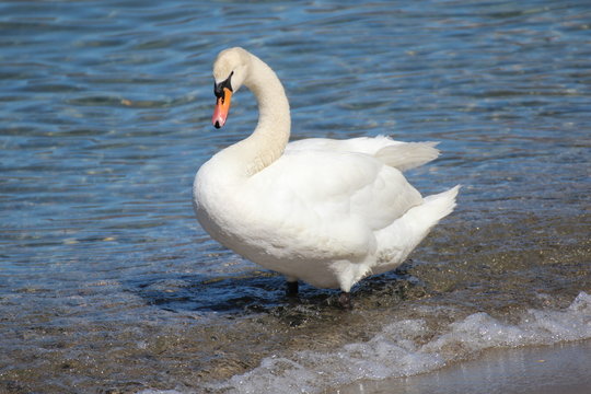 Cigno varese