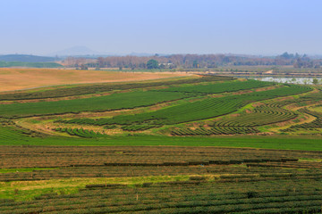 Fototapeta premium Green tea field plantation in thailand