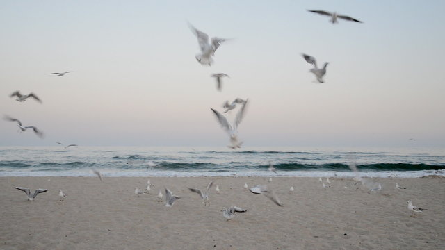 Seagulls flying on a beach at the sunset