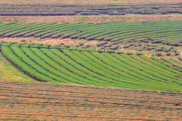 Green tea field plantation in thailand