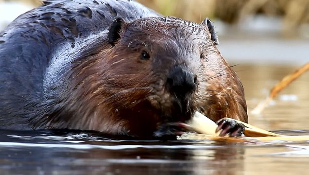 shot of a wild beaver near lake, nature series